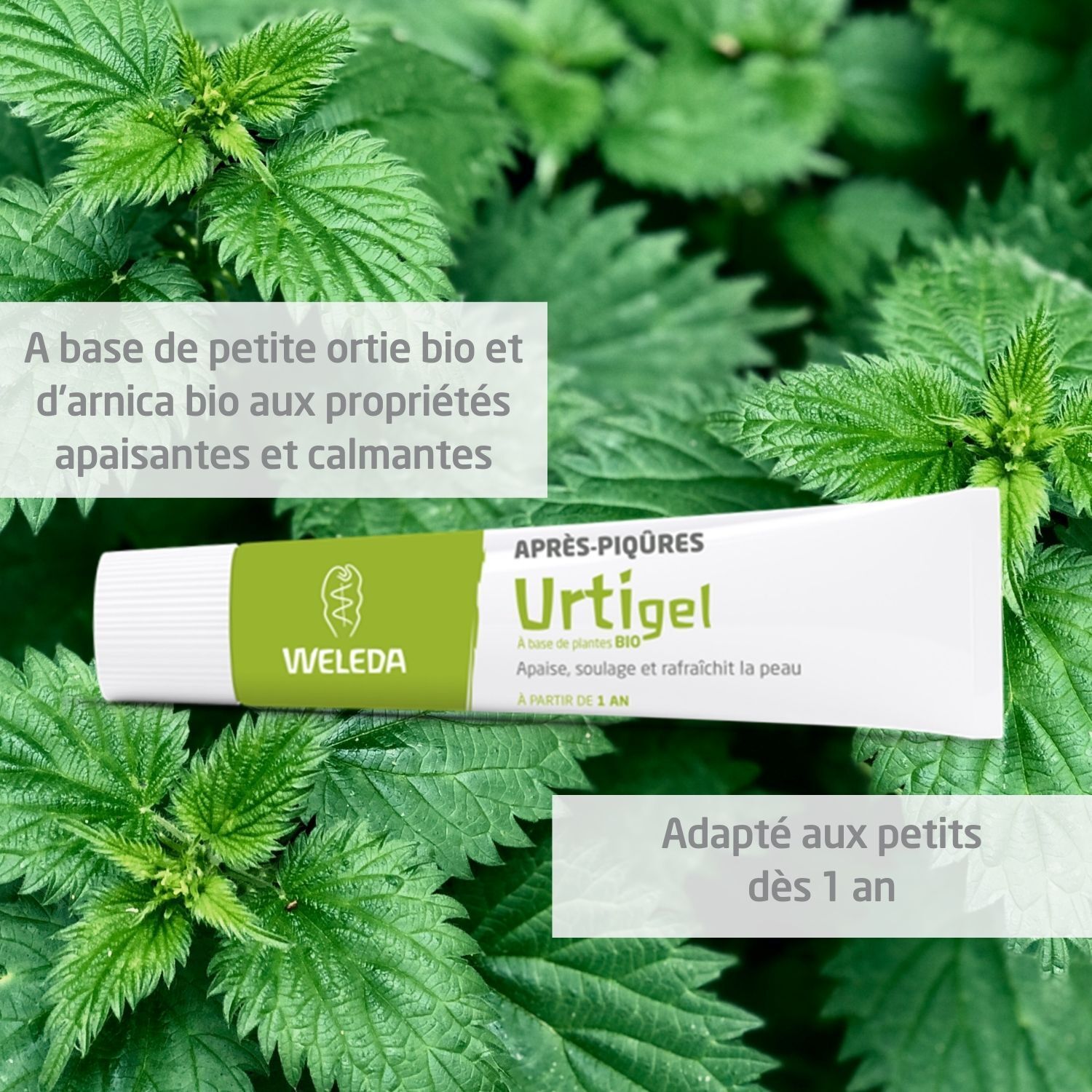 Tube Weleda Urtigel devant feuilles d'ortie. Texte: Après-piqûres Urtigel. Dès 1 an.