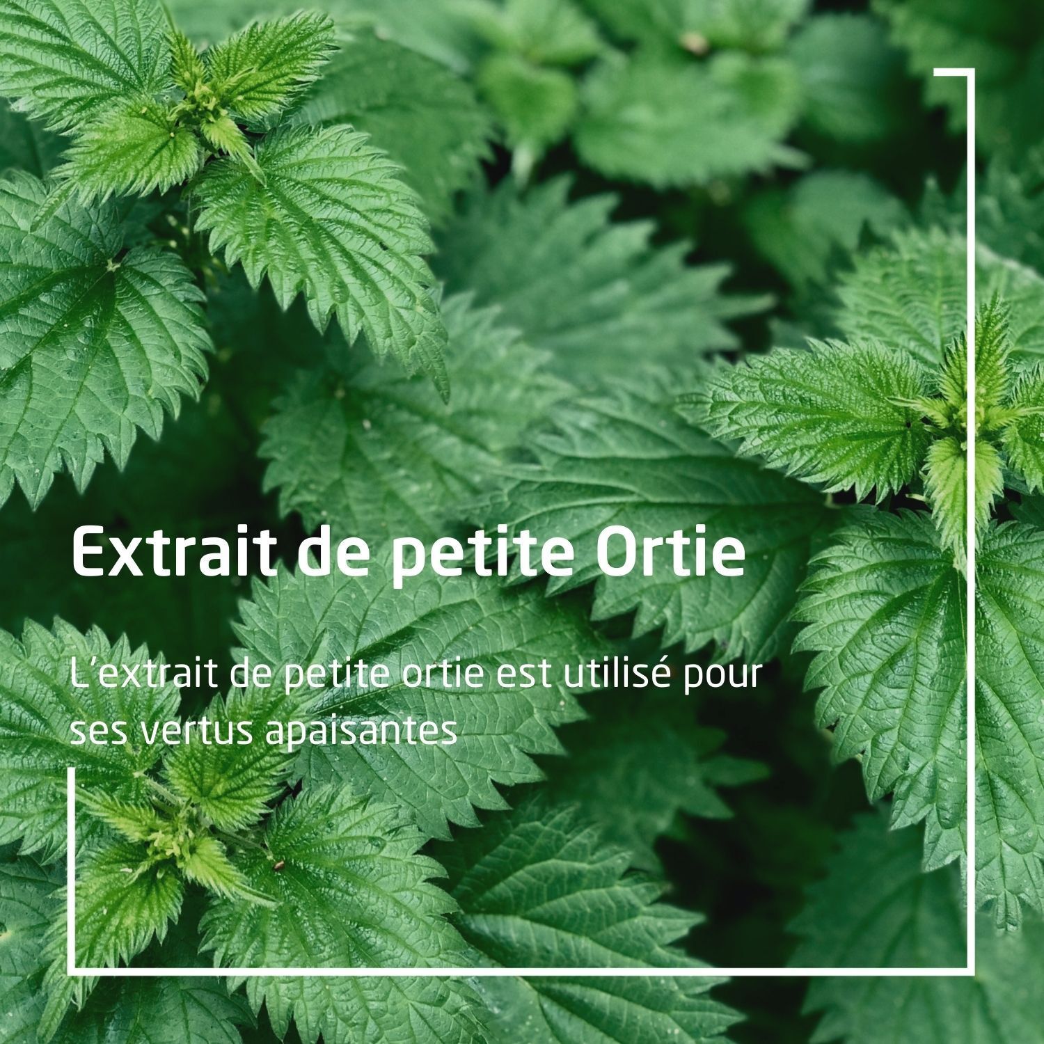 Gros plan sur des feuilles d'ortie. Texte: Extrait de petite Ortie. Pour ses vertus apaisantes.