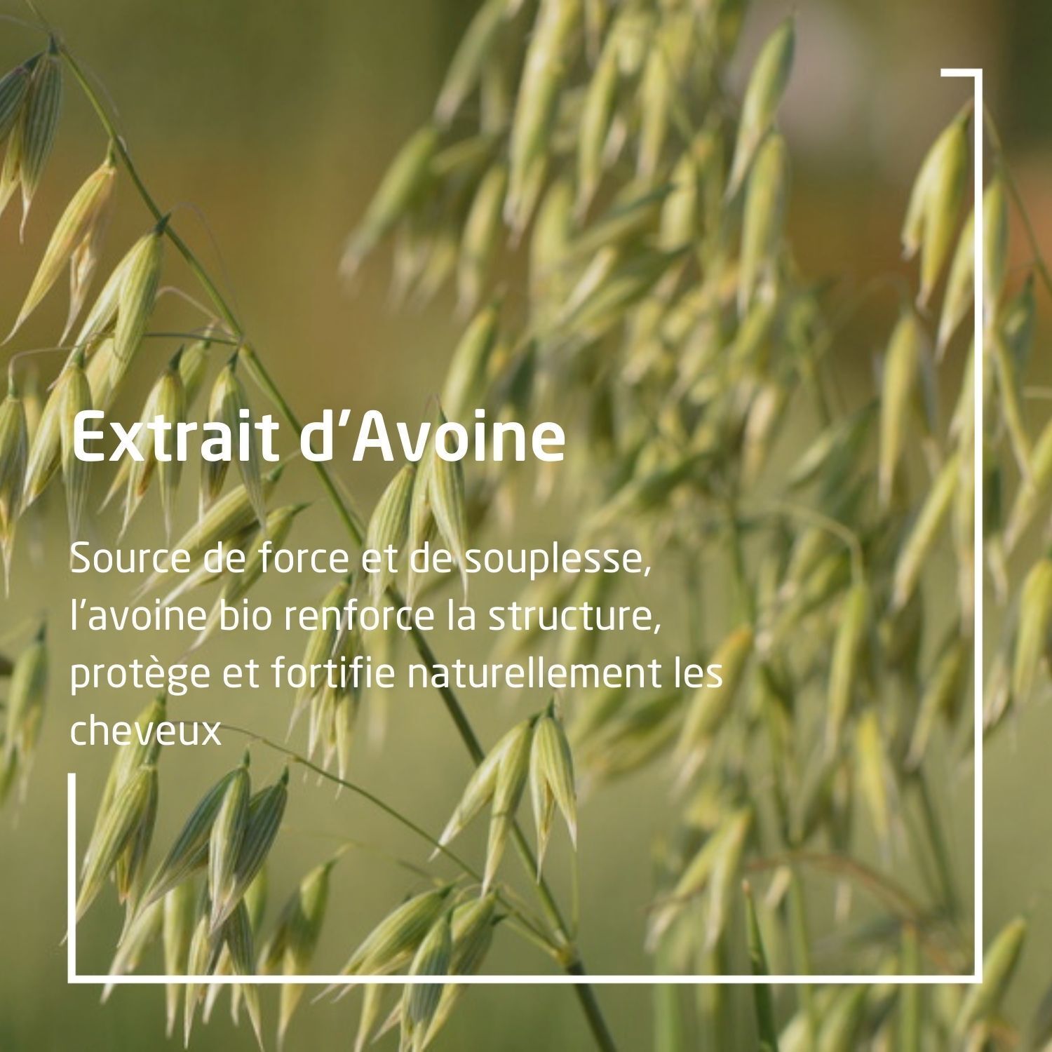 Encadré avec "Extrait d'Avoine". Décrit l'action de l'avoine sur les cheveux. Fond vert avec épis.