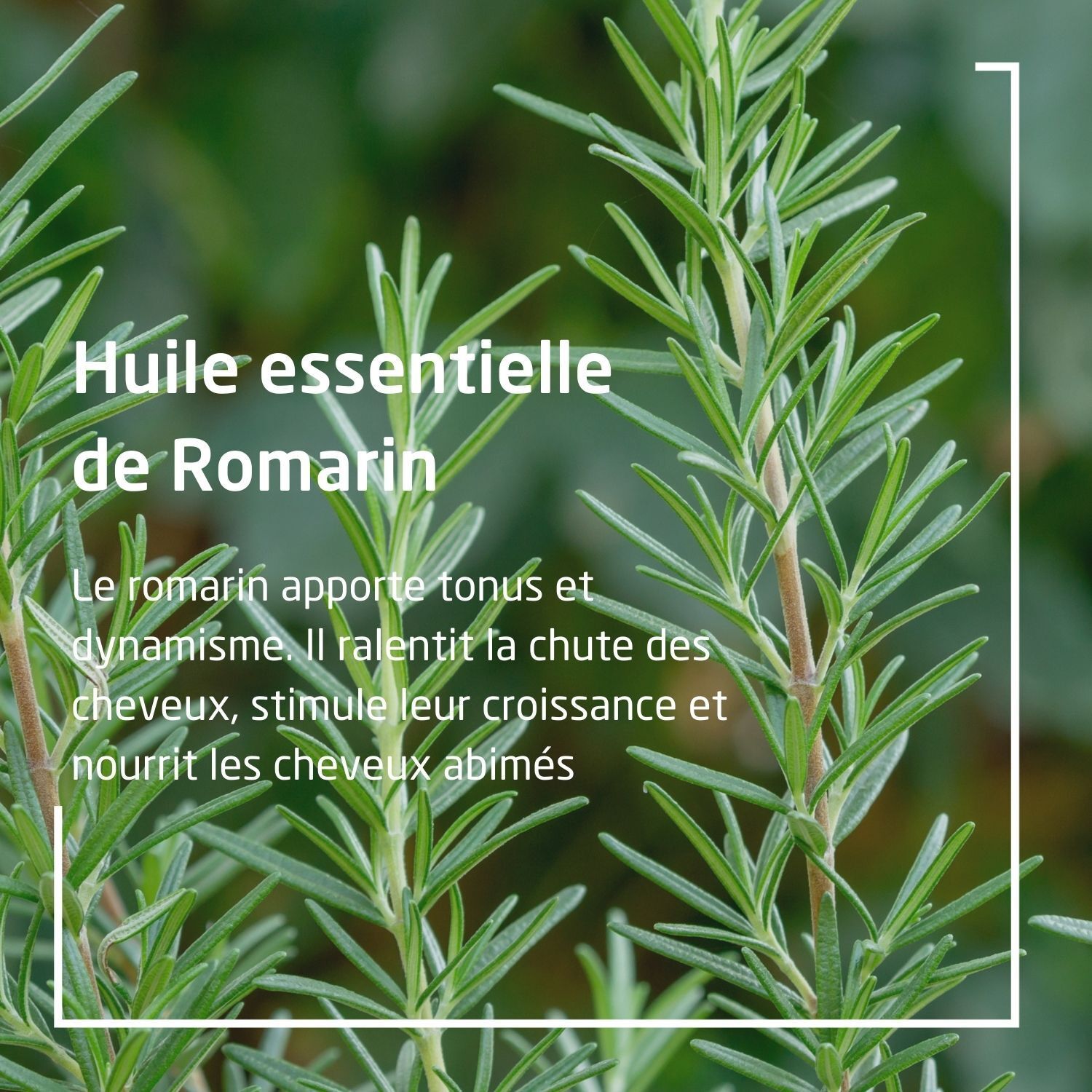 Texte : Huile essentielle de Romarin. Texte sur le romarin. Décrit les propriétés et les effets.