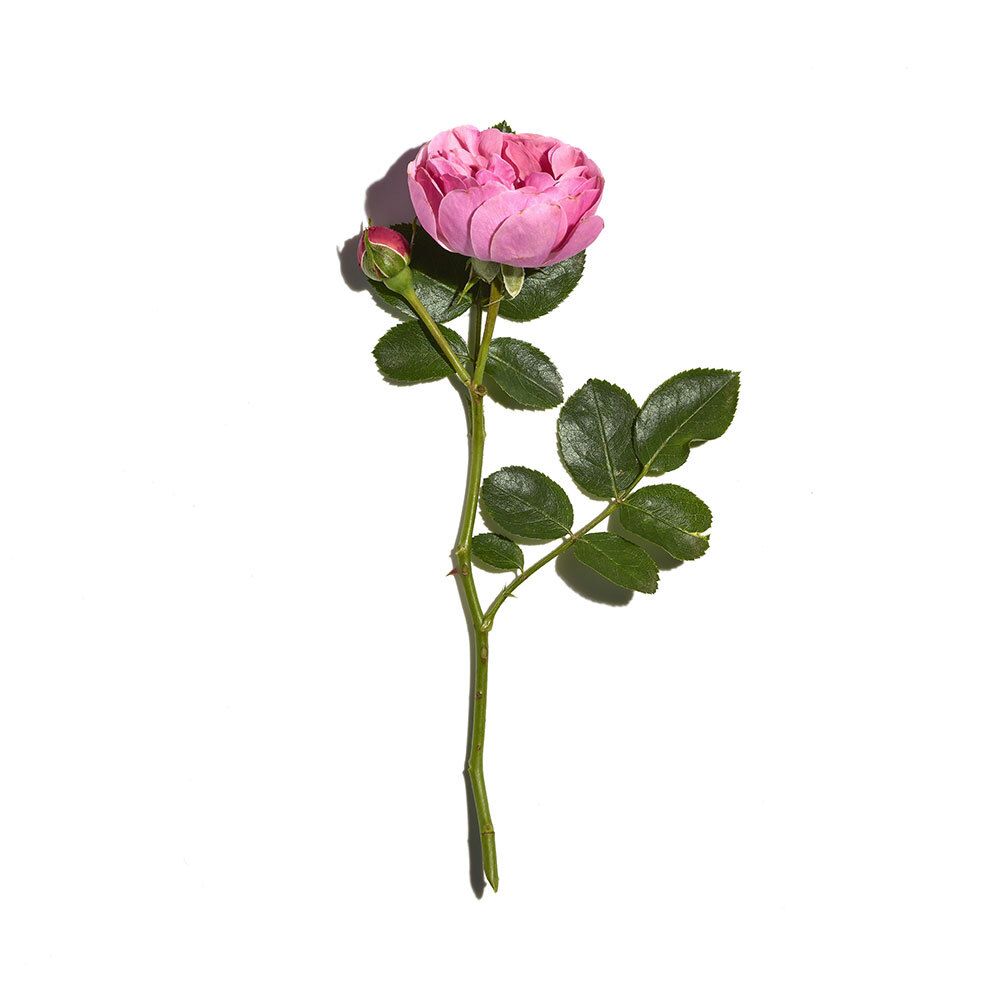 Rose rose avec feuilles. Sur fond blanc.