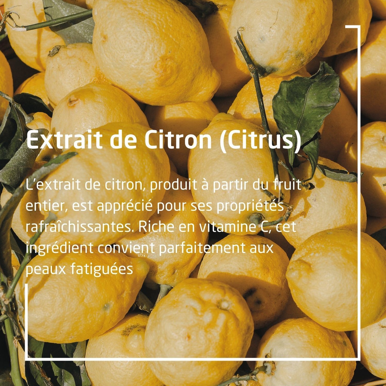 Citrons avec texte: Extrait de Citron (Citrus). Description de l'extrait de citron. Riche en vitamine C.