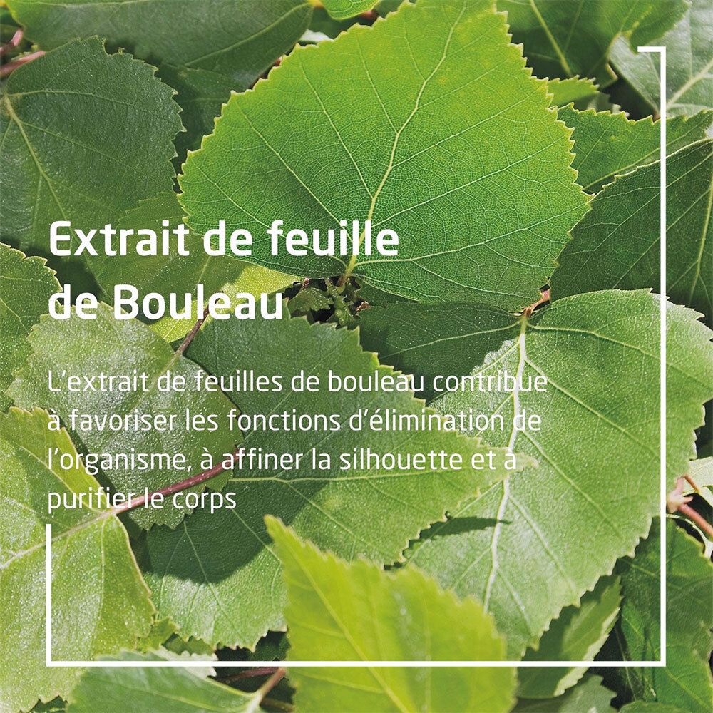 Gros plan sur des feuilles de bouleau. Texte : Extrait de feuille de bouleau. Description des propriétés.