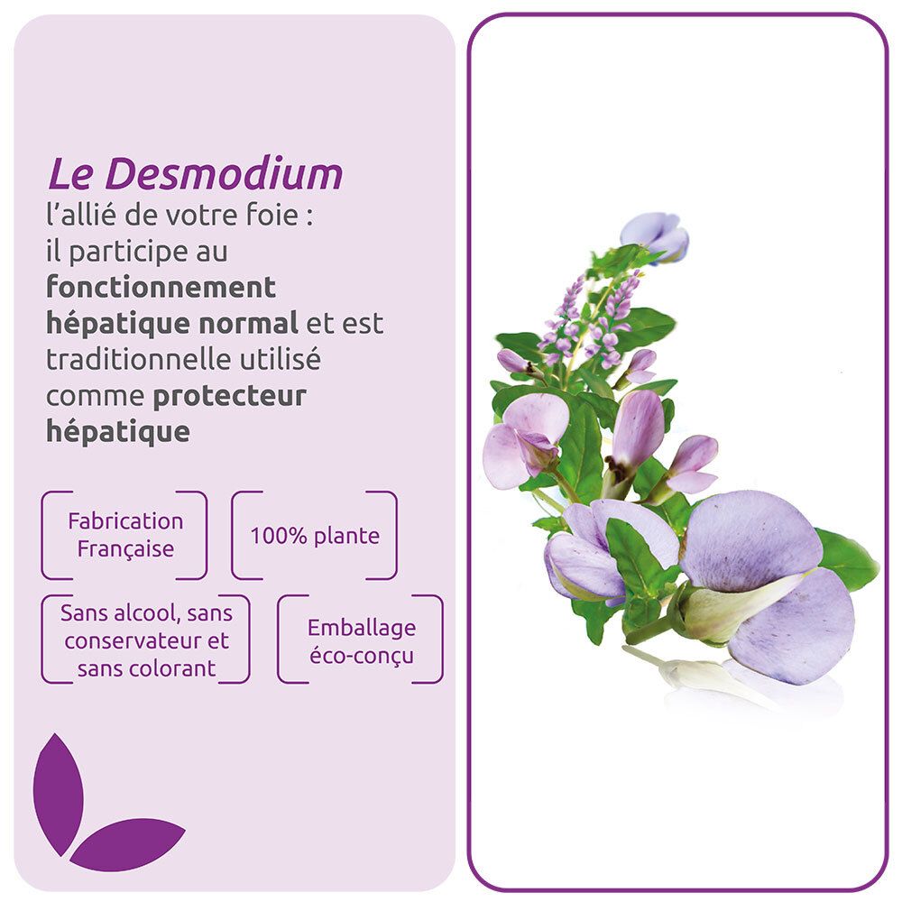 Infografik: Desmodium. Text über die Pflanze und ihre Eigenschaften. Mit floraler Illustration.