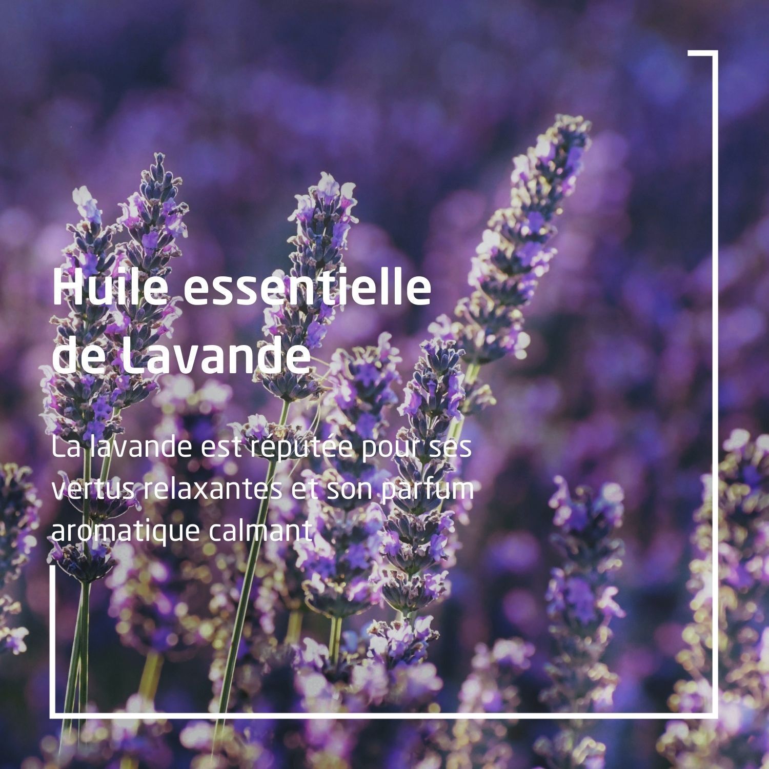 Text: Ätherisches Lavendelöl. Beschreibungstext über Lavendel. Hintergrund mit Lavendelblüten.