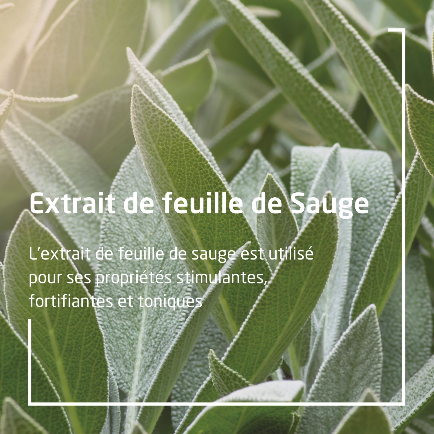 Nahaufnahme von Salbeiblättern. Text: Extrait de feuille de Sauge. L'extrait de feuille de sauge... fortifiantes et toniques.