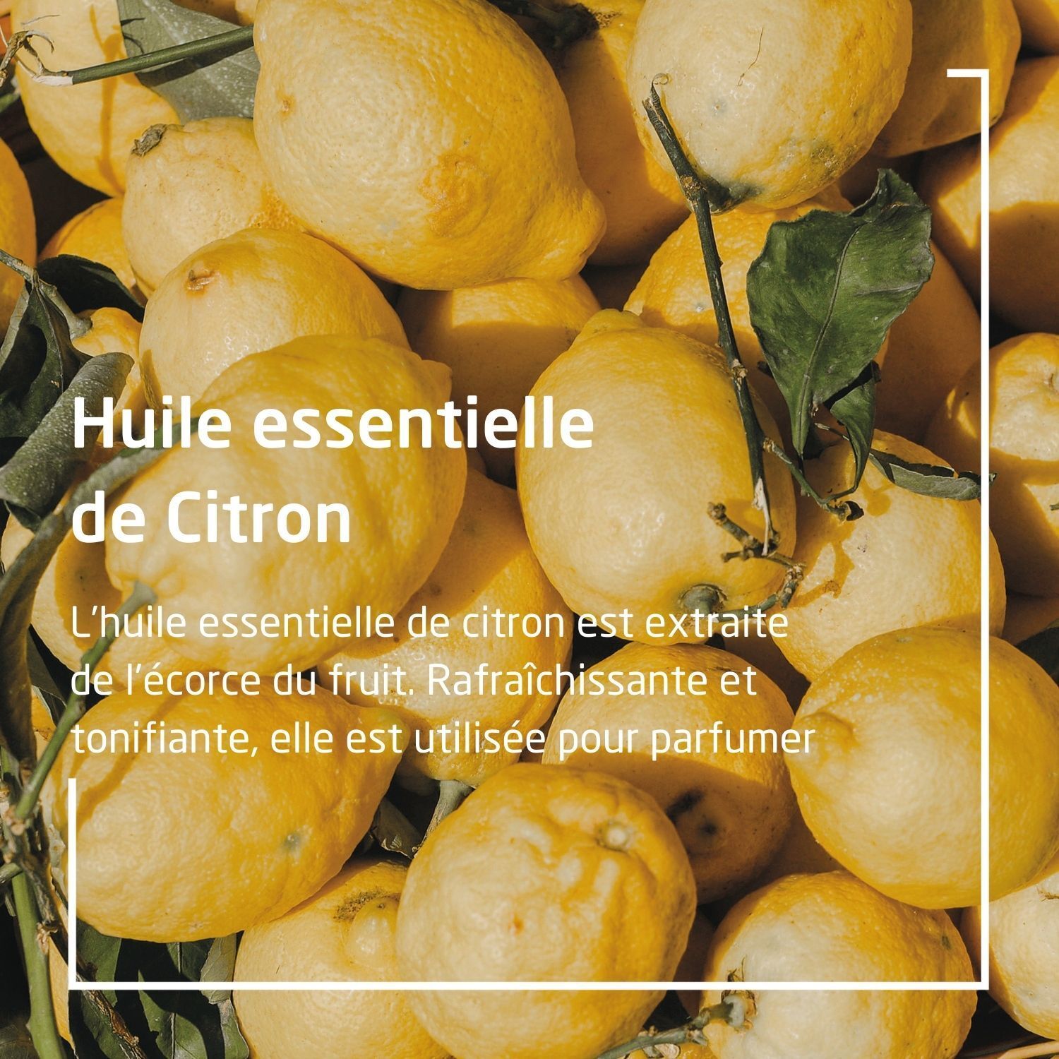 Citrons avec texte. Texte : Huile essentielle de citron. Extraite de l'écorce du fruit. Rafraîchissante et tonifiante, utilisée pour parfumer.