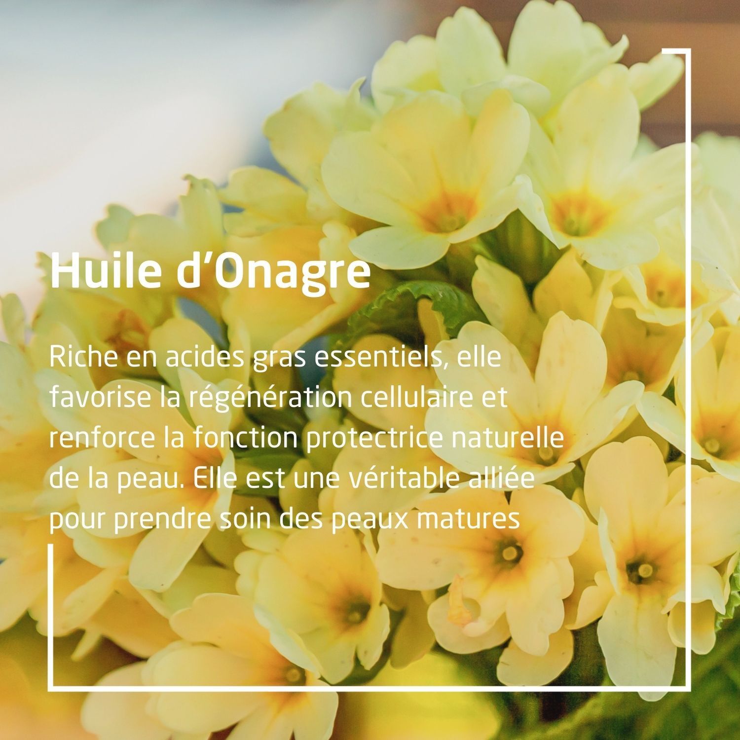 Text: Huile d'Onagre. Reich an essentiellen Fettsäuren. Fördert die Zellregeneration. Für reife Haut.