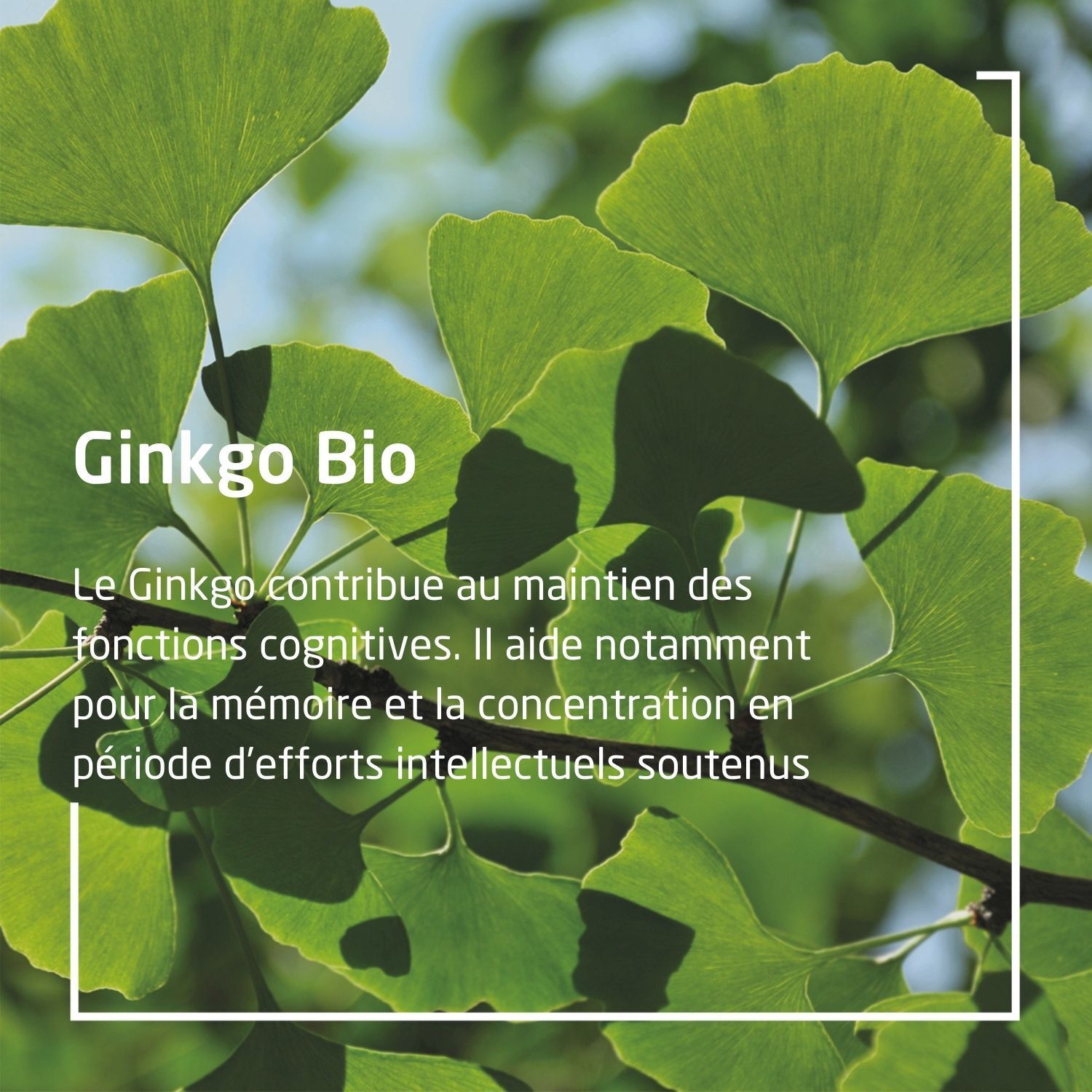 Feuilles de ginkgo avec texte. Texte: Ginkgo Bio. Le Ginkgo contribue au maintien des fonctions cognitives.