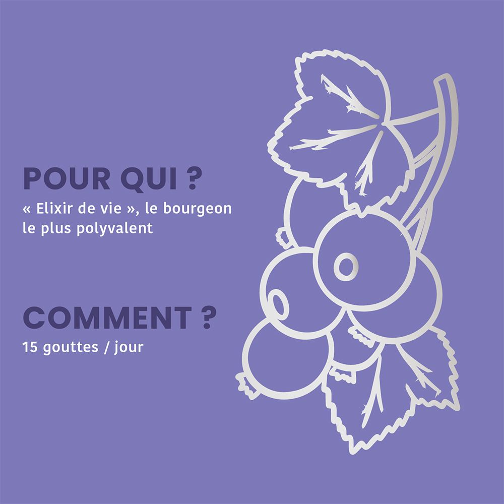 Illustration de cassis et feuilles. Texte : Pour qui ? Comment ? 15 gouttes / jour.