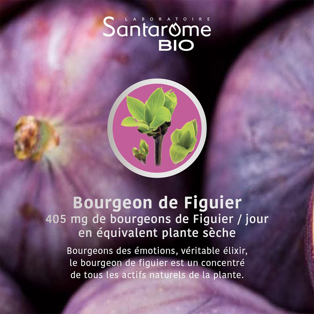 Graphique avec bourgeons de figuier. Texte: Bourgeon de Figuier. 405 mg. Marque: Santarome Bio. Fond: figues.