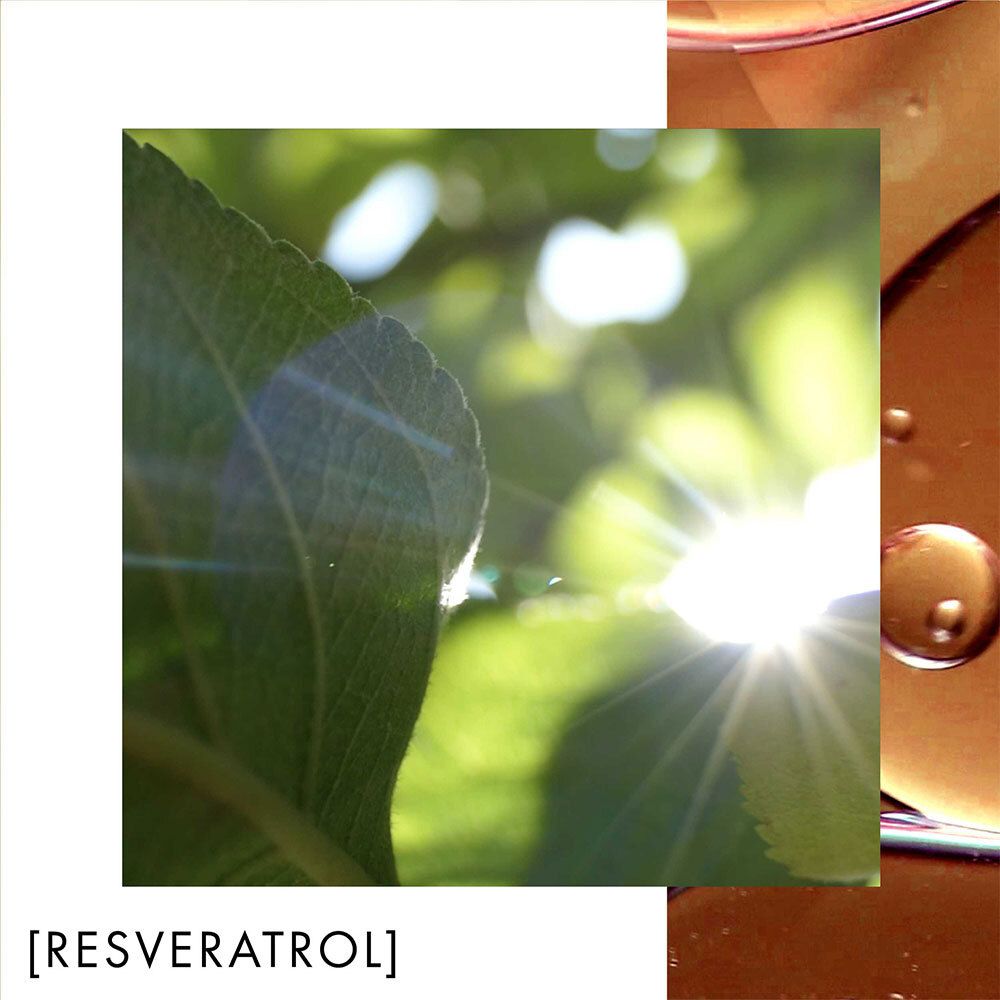 Grünes Blatt mit Sonnenlicht. Text: [RESVERATROL].