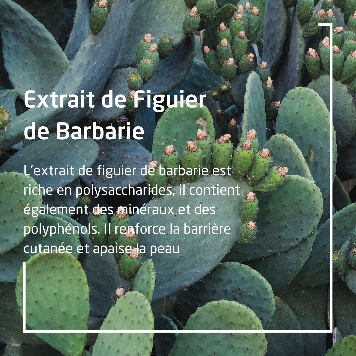 Texte sur l'extrait de figuier de Barbarie. Ingrédients et effets. Fond de cactus.