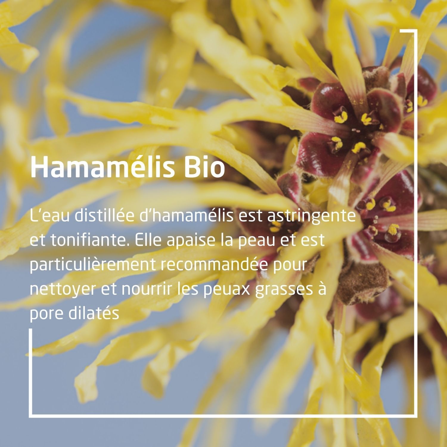 Gros plan sur des fleurs jaunes et texte : Hamamélis Bio. Texte sur l'eau distillée d'hamamélis.