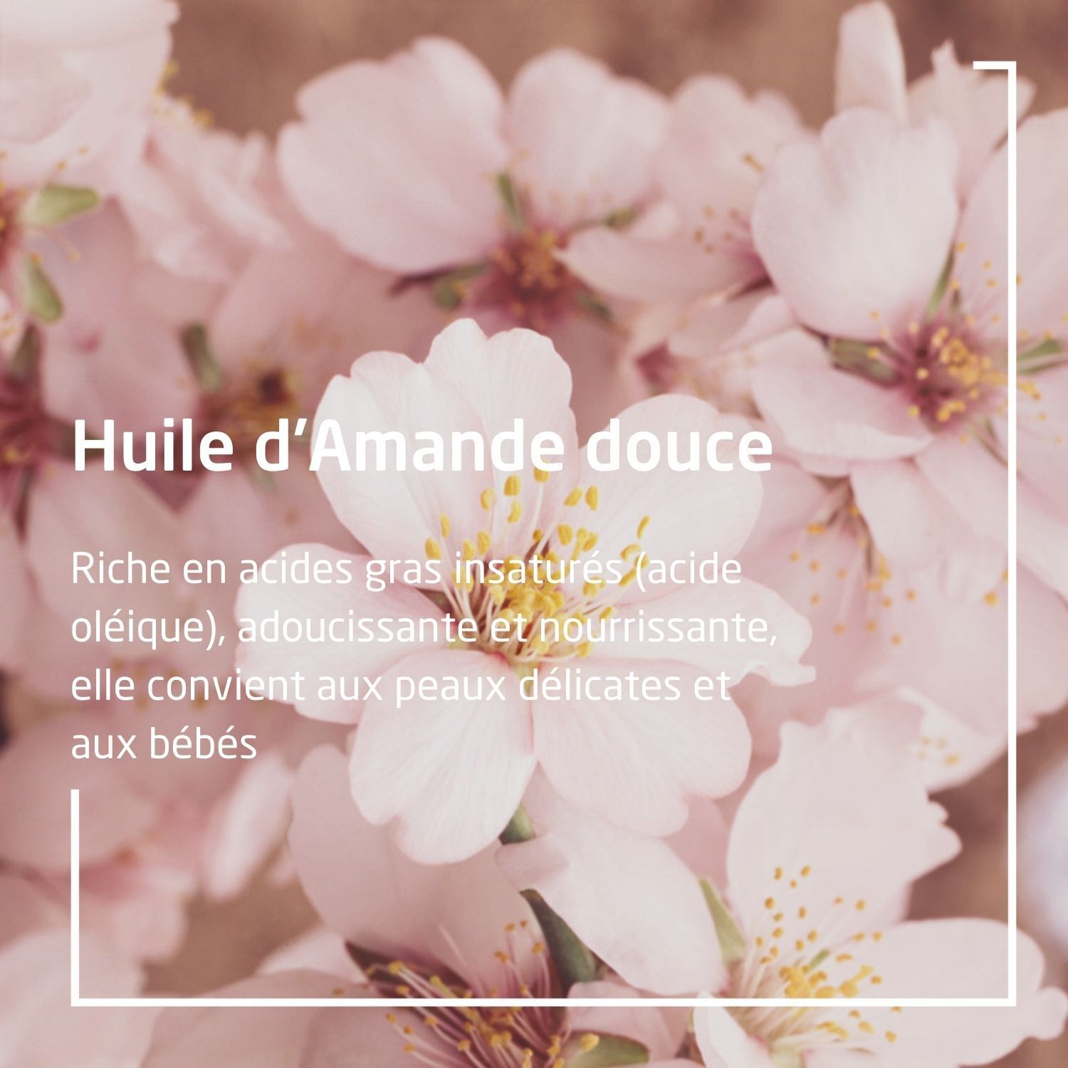 Gros plan de fleurs. Texte: Huile d'Amande douce. Riche en acides gras, pour peaux délicates et bébés.