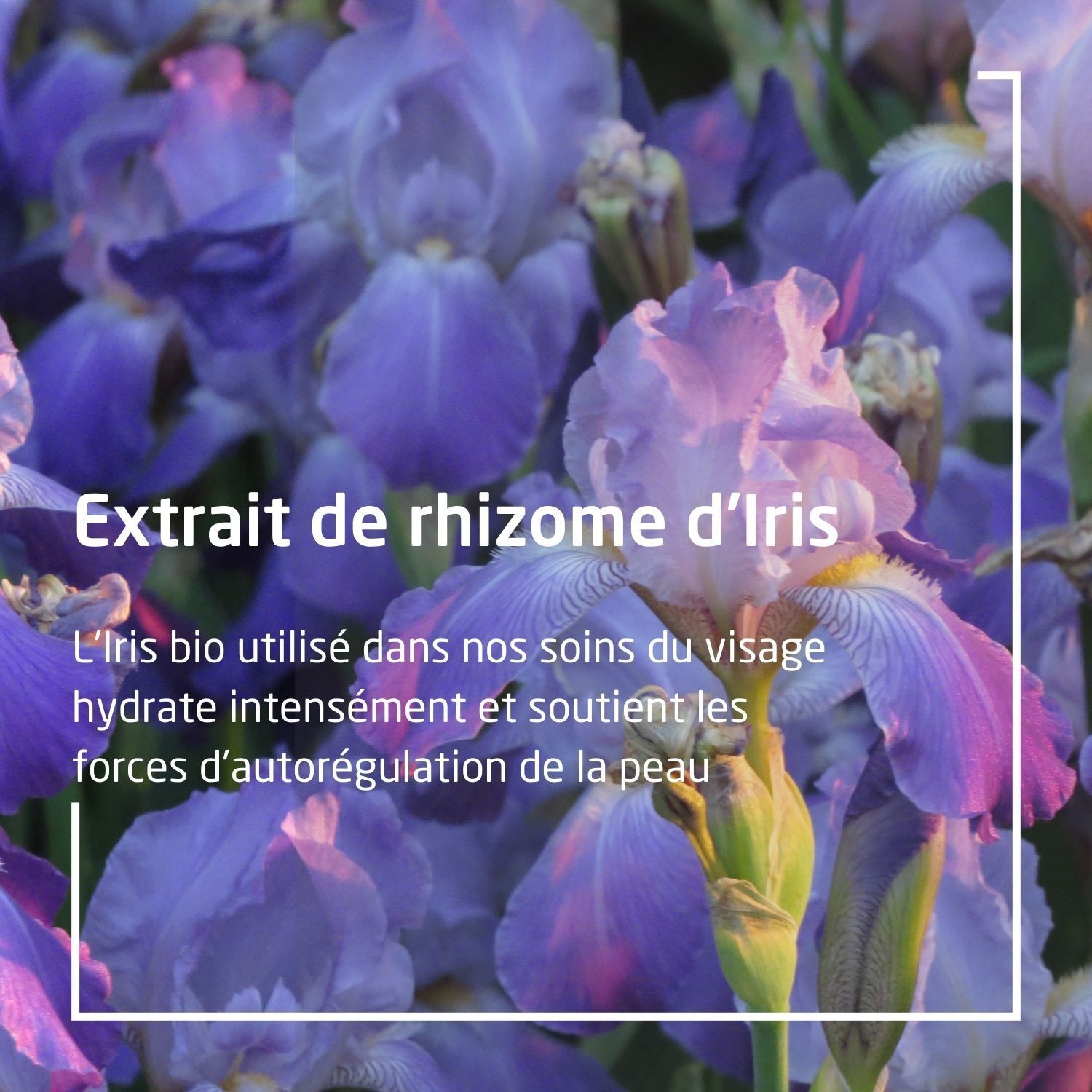 Text: Extrakt de rhizome d'Iris. Iris bio hydratisiert intensiv und unterstützt die Selbstregulierung der Haut.