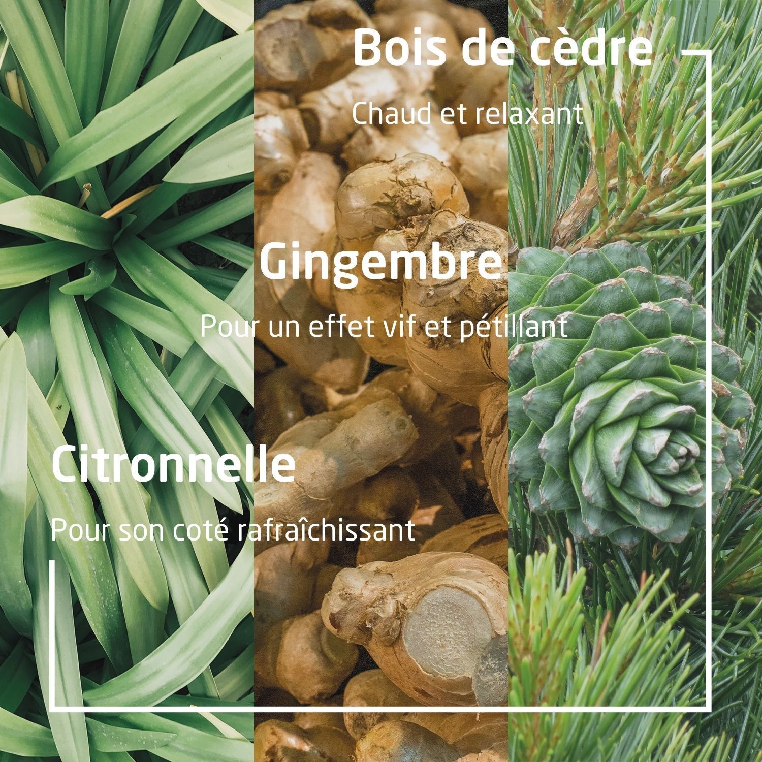 Collage avec gingembre, cèdre et citronnelle. Texte: Gingembre, Cèdre, Citronnelle.