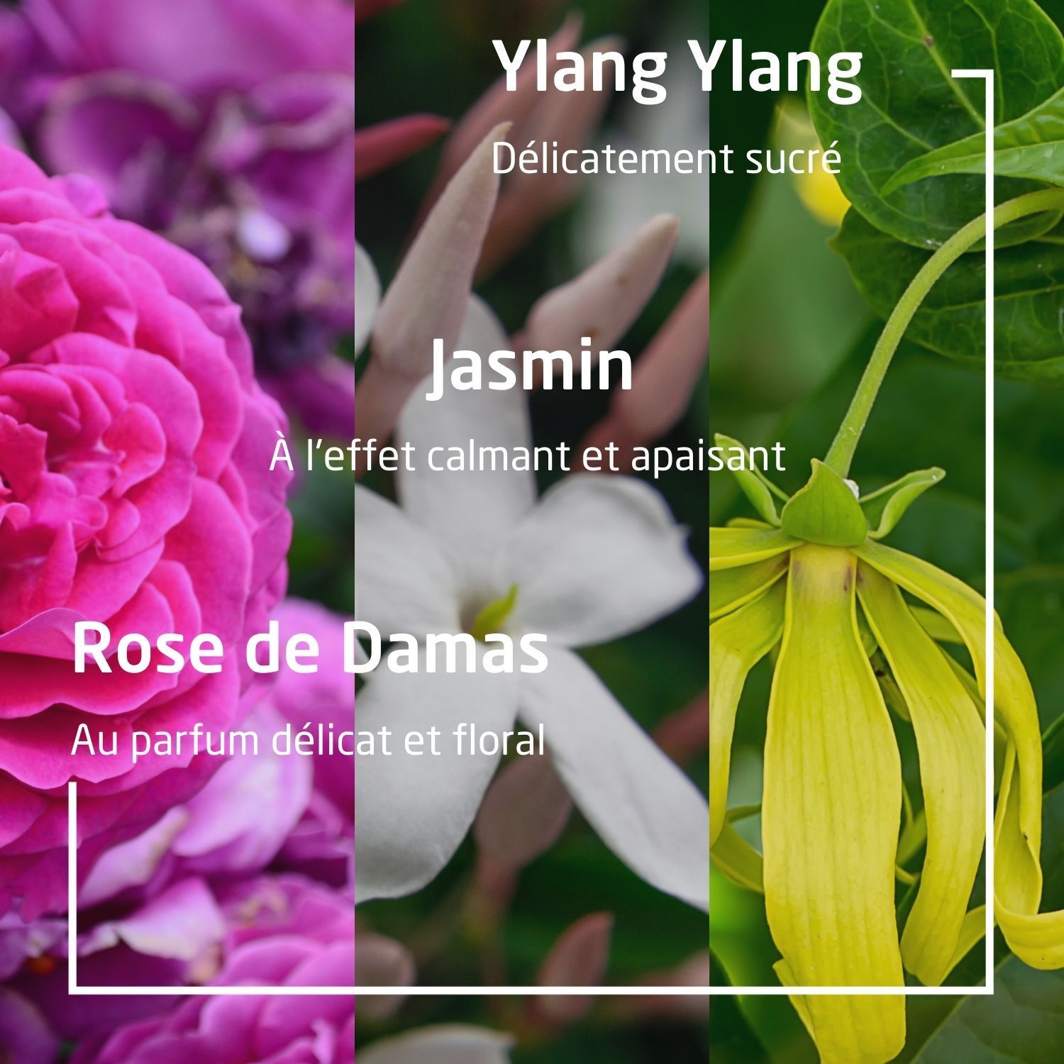 Gros plan sur rose, jasmin et ylang-ylang. Textes: Rose de Damas, Jasmin, Ylang Ylang. Avec cadres blancs.