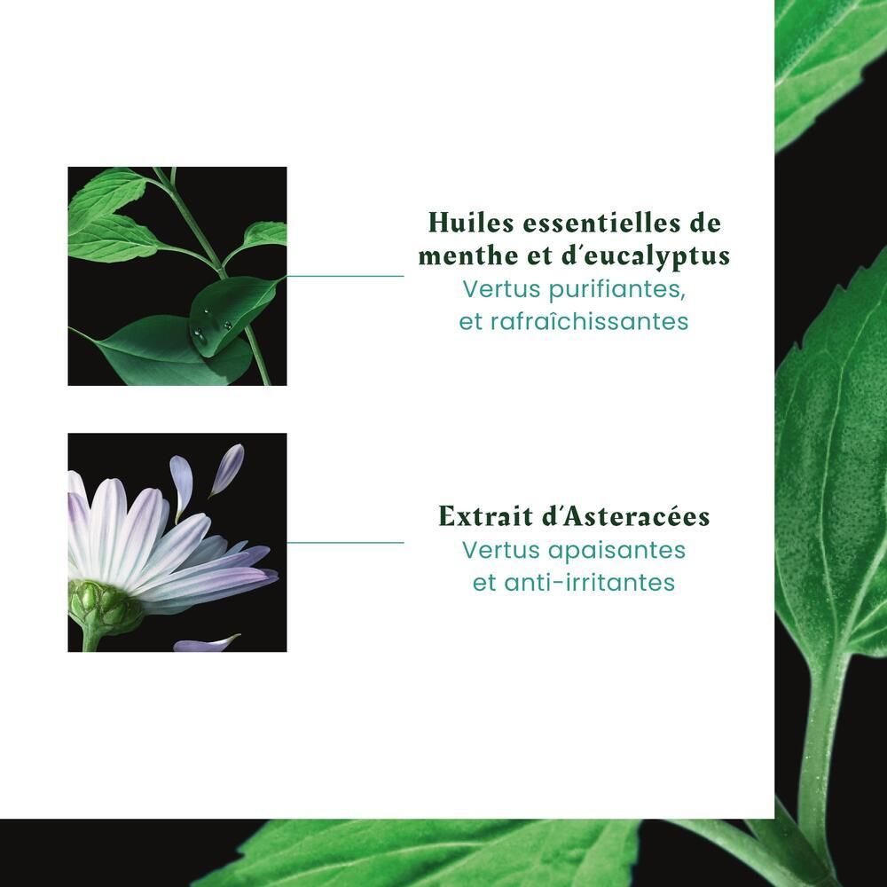 Gros plan sur les ingrédients. Huiles de menthe et d'eucalyptus. Extrait d'Astéracées. Texte : apaisant et rafraîchissant.