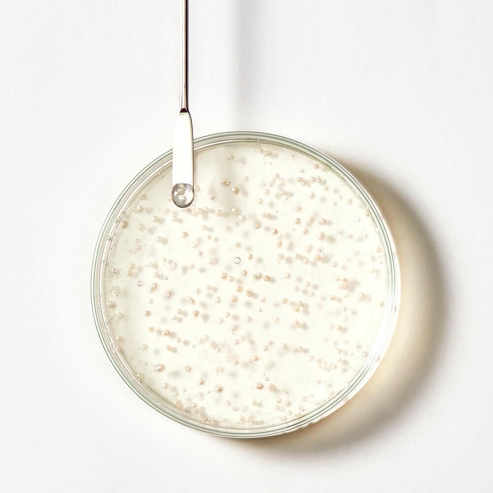 Boîte de Pétri avec de petites particules claires. Sur fond blanc. Une tige métallique dépasse du plat.