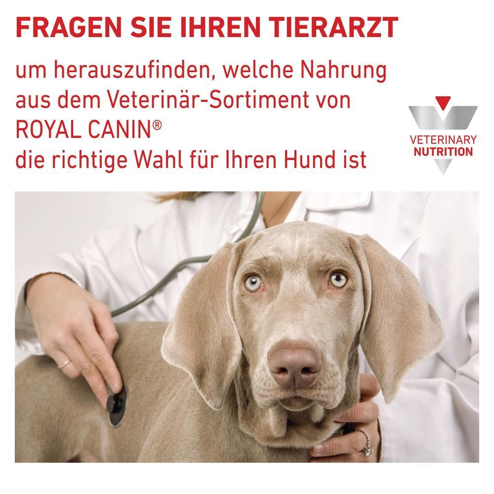 Tierarzt untersucht Hund mit Stethoskop, Royal Canin Veterinary Nutrition.
