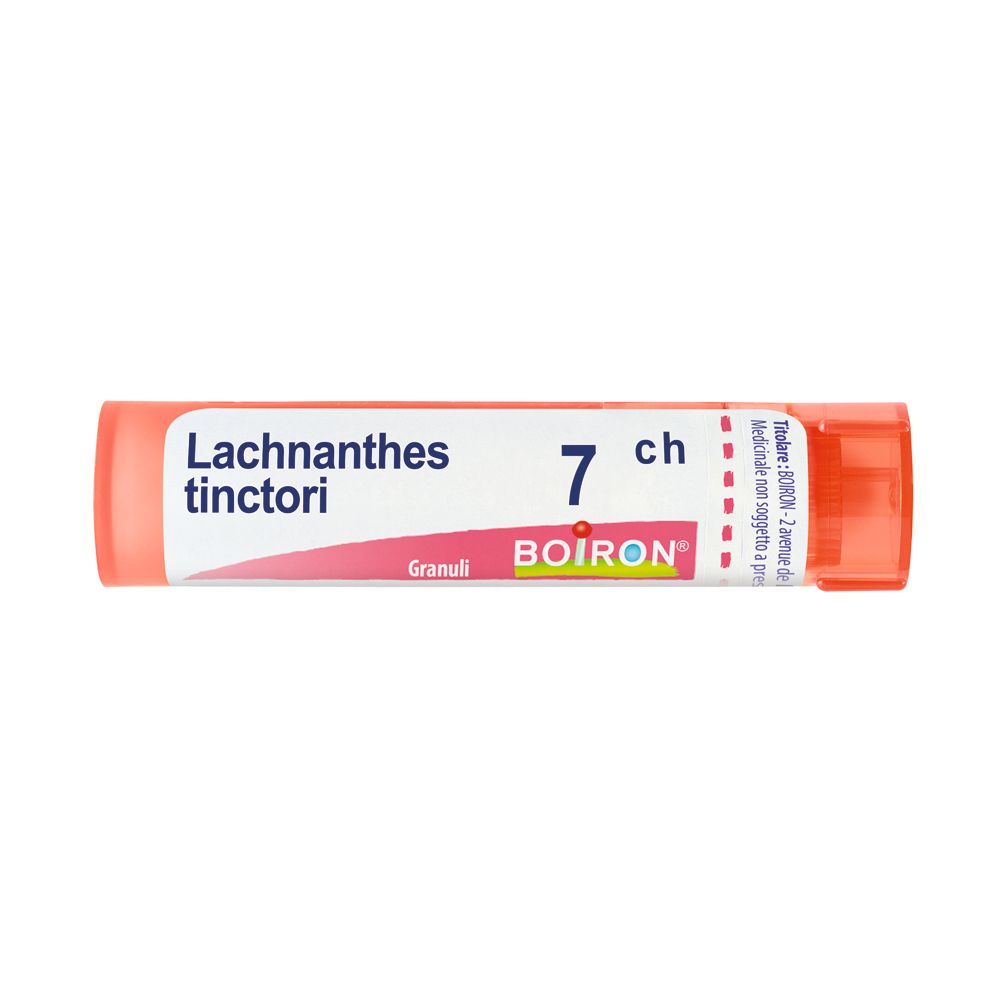 Lachnanthes Tinctoria*7Ch 80Gr