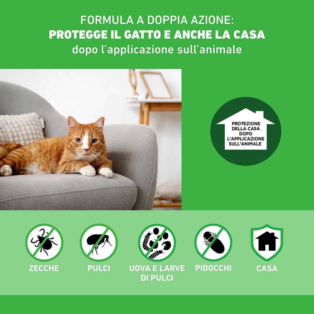 Gatto su un divano. Grafici che mostrano la protezione da zecche, pulci, uova e larve di pulci, pidocchi e casa.