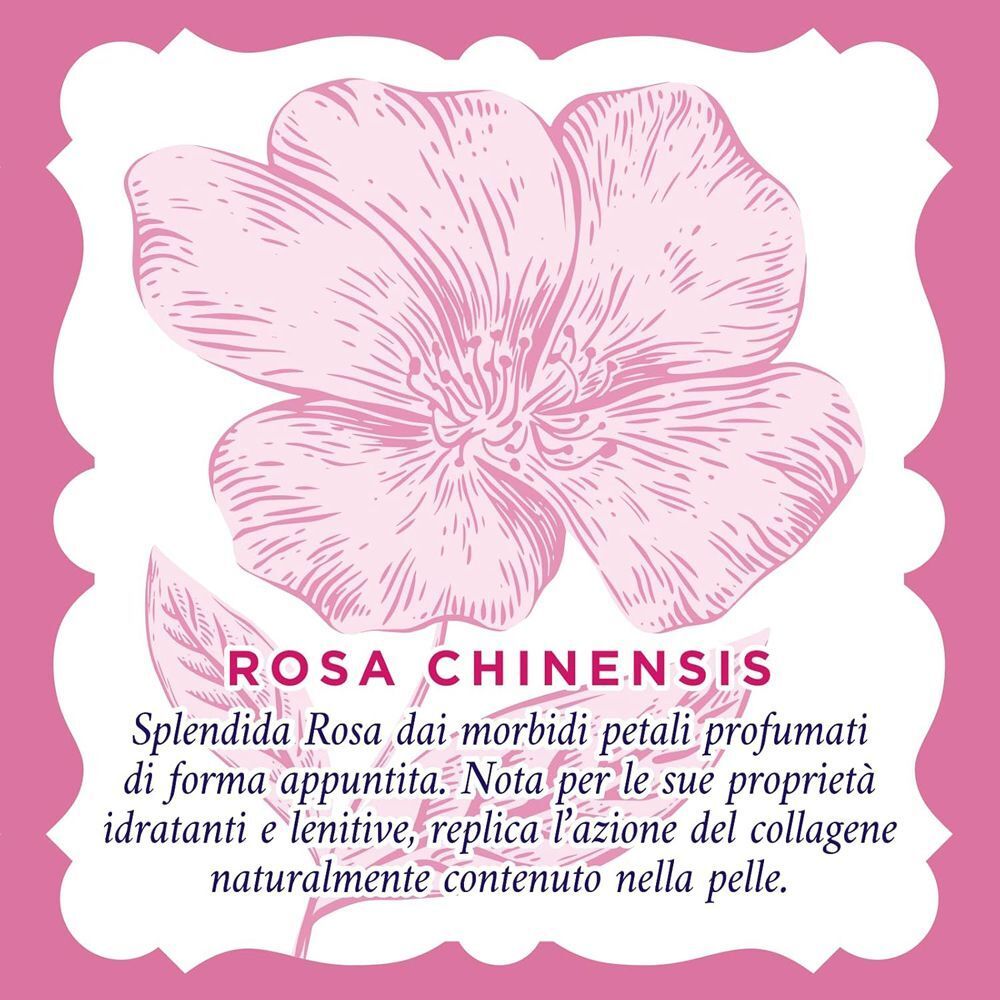 Illustrazione di un fiore di Rosa Chinensis con testo sulle sue proprietà idratanti.