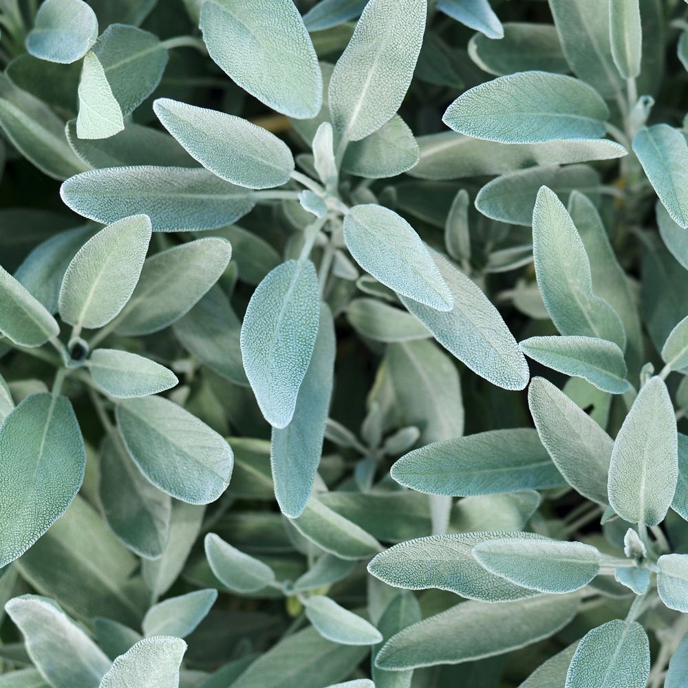 RAUSCH Balsamo Lucentezza Argentea Alla Salvia