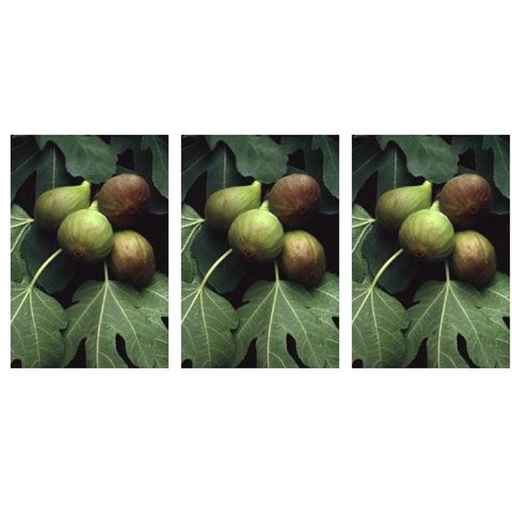 Msa Ficus Carica 50 Ml