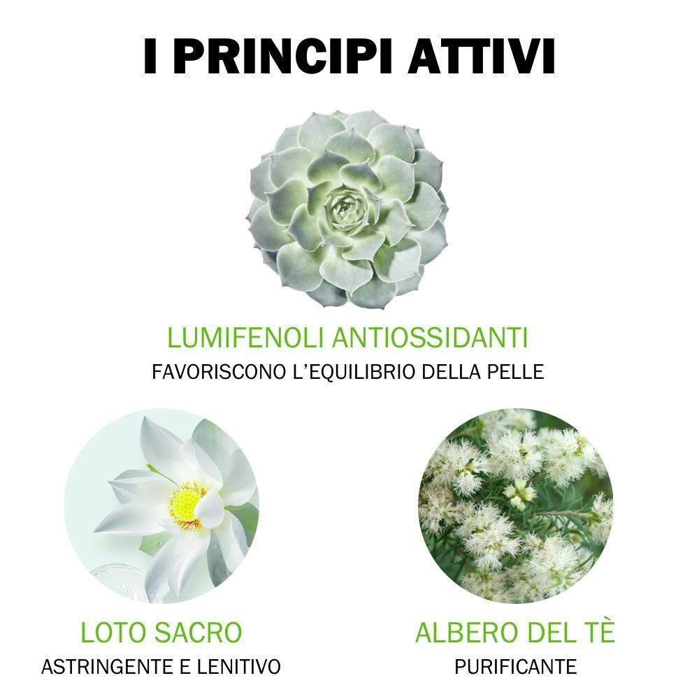 Principi attivi: Pianta succulenta, fiore di loto, fiori di acacia. Testo su Lumifenoli, Loto, Albero del tè.
