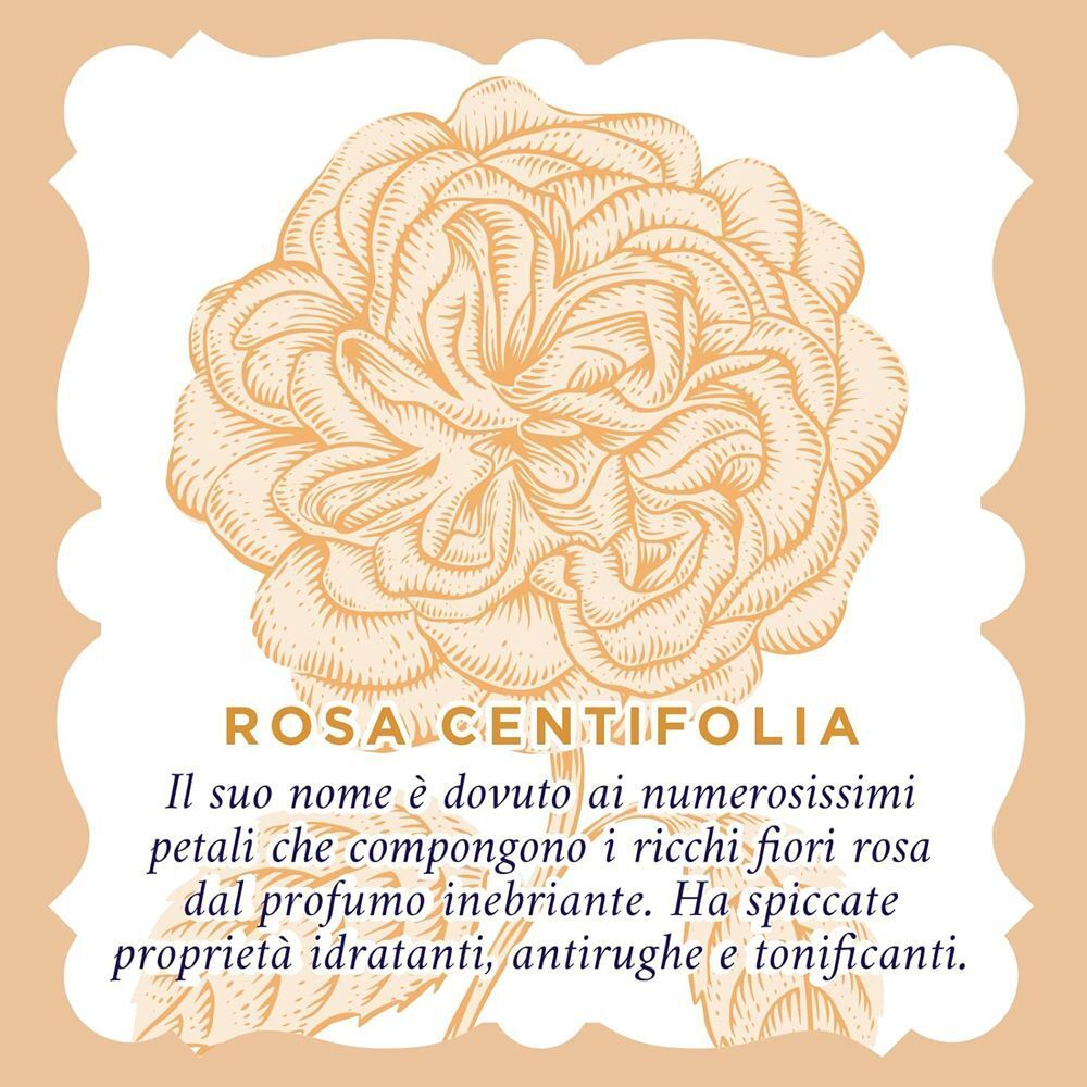 Acqua alle Rose: illustrazione di una Rosa Centifolia con descrizione delle sue proprietà.