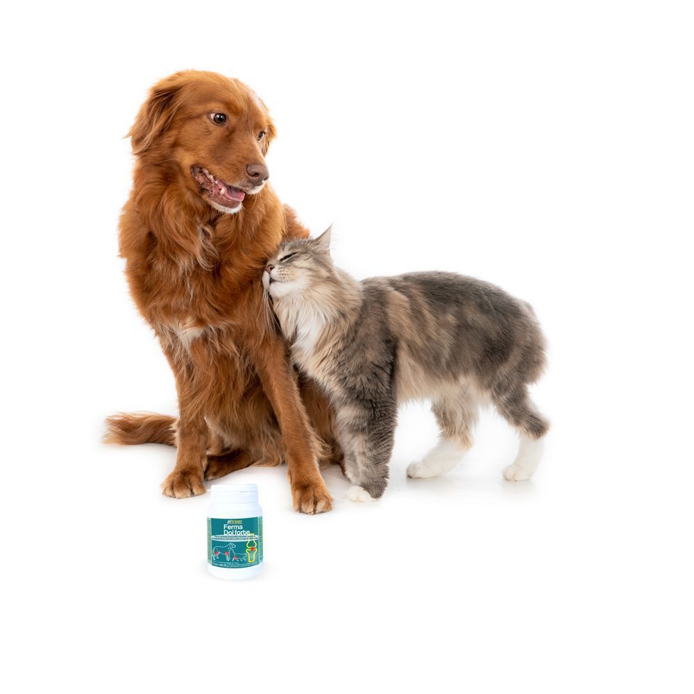 Cane e gatto con una scatola di Ferma Dolforte.