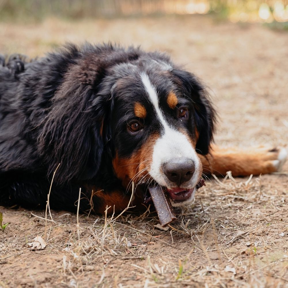 Tre pacchi di salviettine sensibili Beaphar per animali domestici.