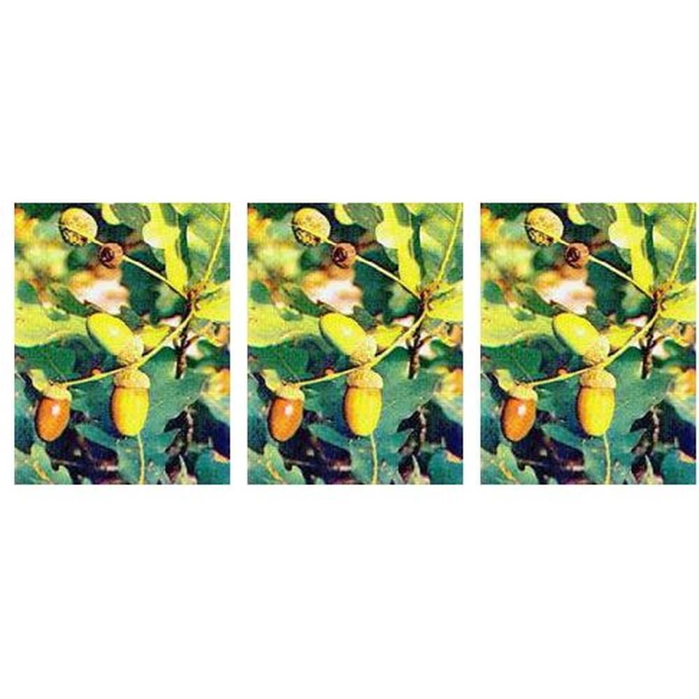 Msa Quercus Peduncol 50 Ml