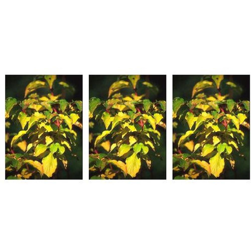 Msa Cornus Sanguinea 50 Ml