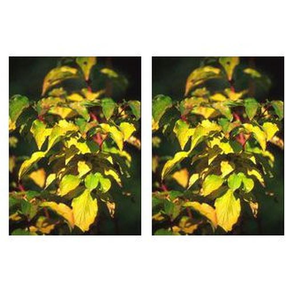 Due primi piani identici di foglie di Cornus Sanguinea con sfumature giallo-verdi e rosse.
