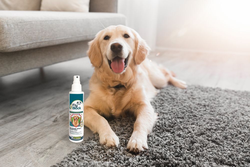 Un Golden Retriever sdraiato accanto a un flacone spray Fly Block.