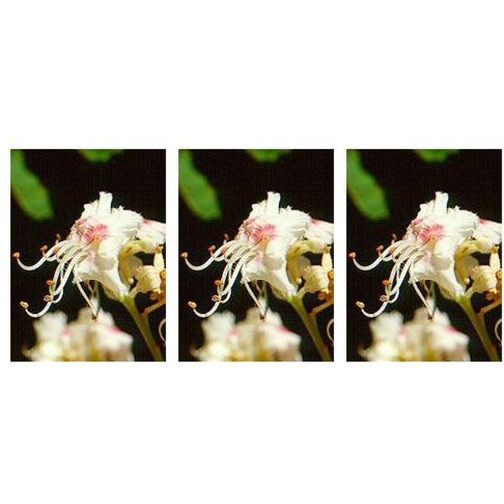 Msa Aesculus Hippoca 50 Ml