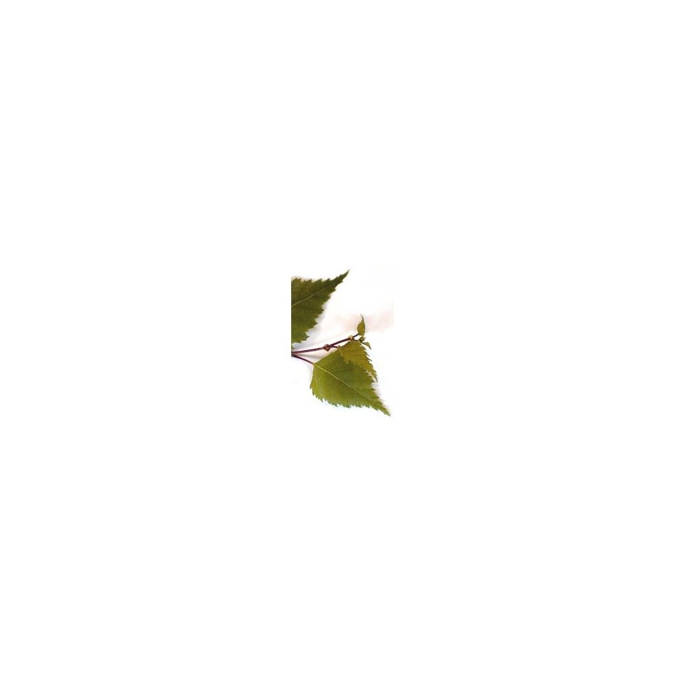 Herboplanet Msa Betula Verrucosa 50 Ml Gocce Orali Bambino