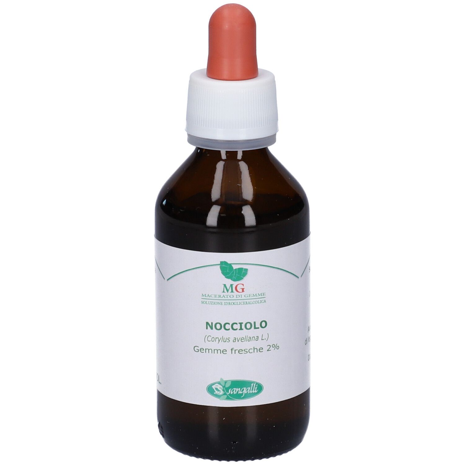 MG Nocciolo (Corylus avellana) gemme