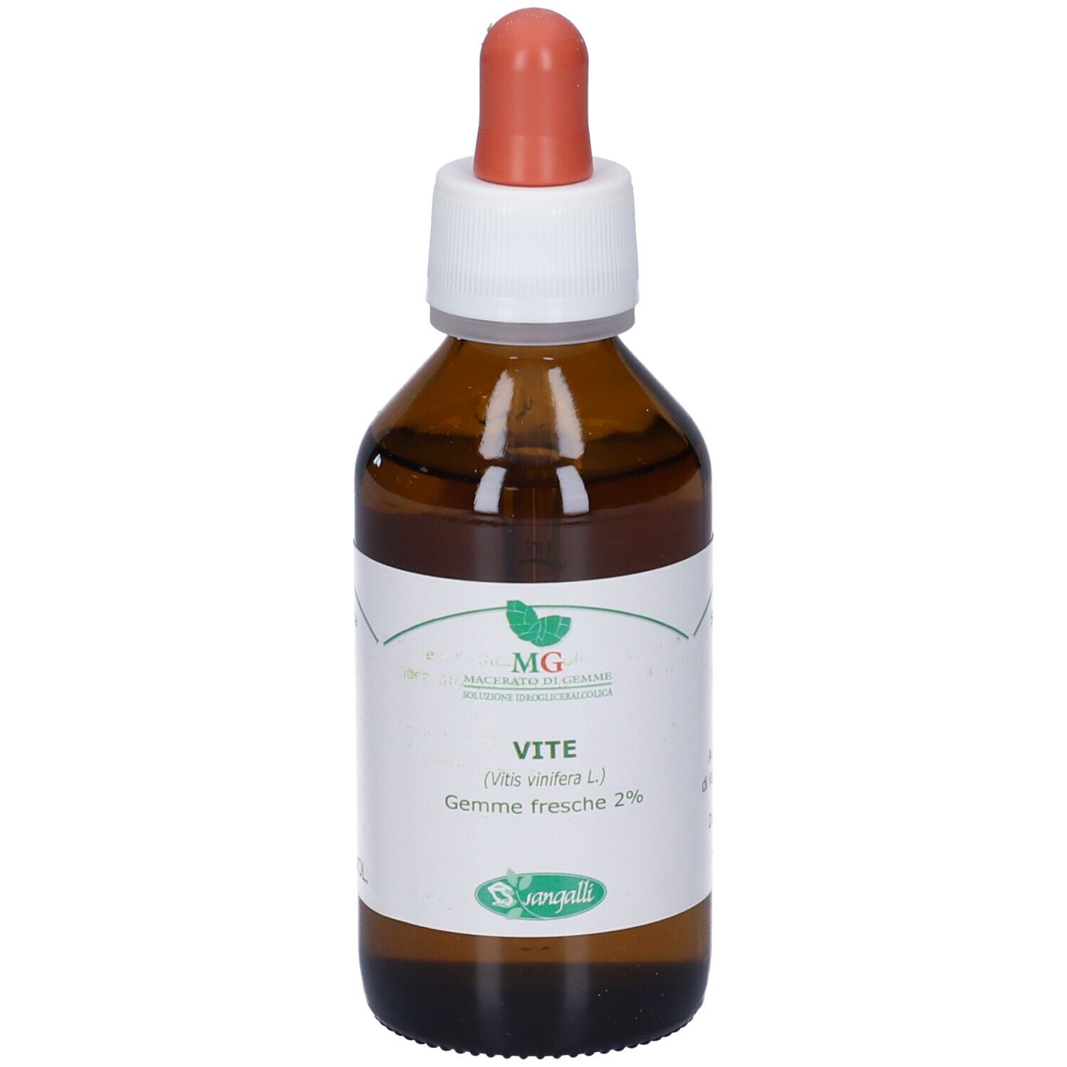 MG Vite (Vitis vinifera) gemme