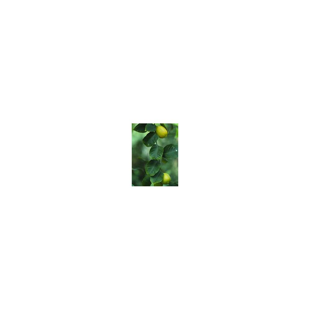 Herboplanet Tsa Citrus Limonum Gocce Orali 50 ml orali