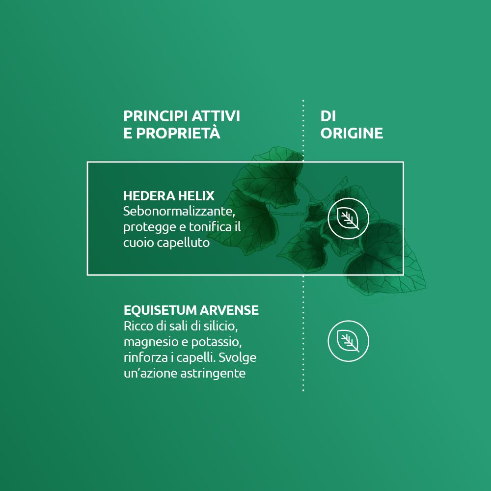 Grafik mit Text über Inhaltsstoffe und Eigenschaften von Hedera Helix und Equisetum Arvense.