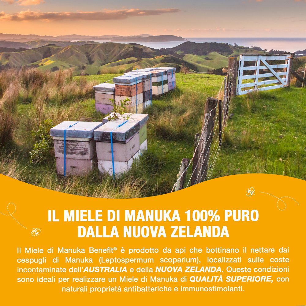 Bienenstöcke in einer Landschaft, die Manuka Honig Produktion andeuten.