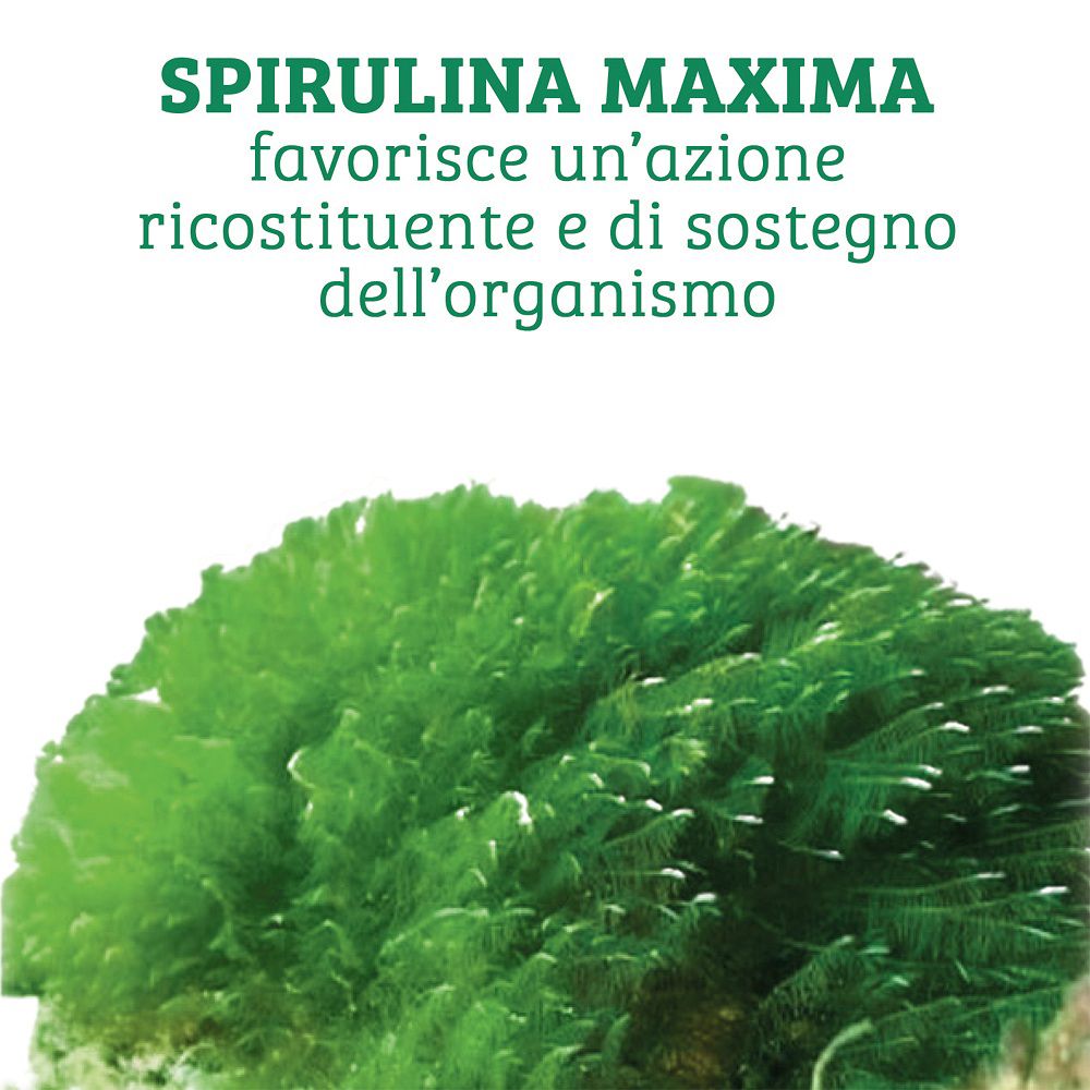 Nahaufnahme von grüner Spirulina-Alge, die die natürliche Form des Inhalts zeigt.