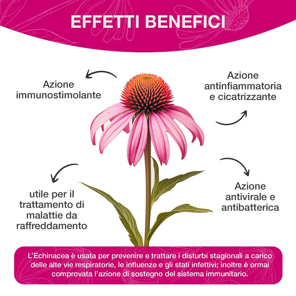 Echinacea-Blüte mit Beschreibung ihrer Vorteile.