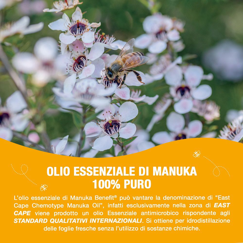 Manukaöl 100% rein mit Biene auf Blüte.