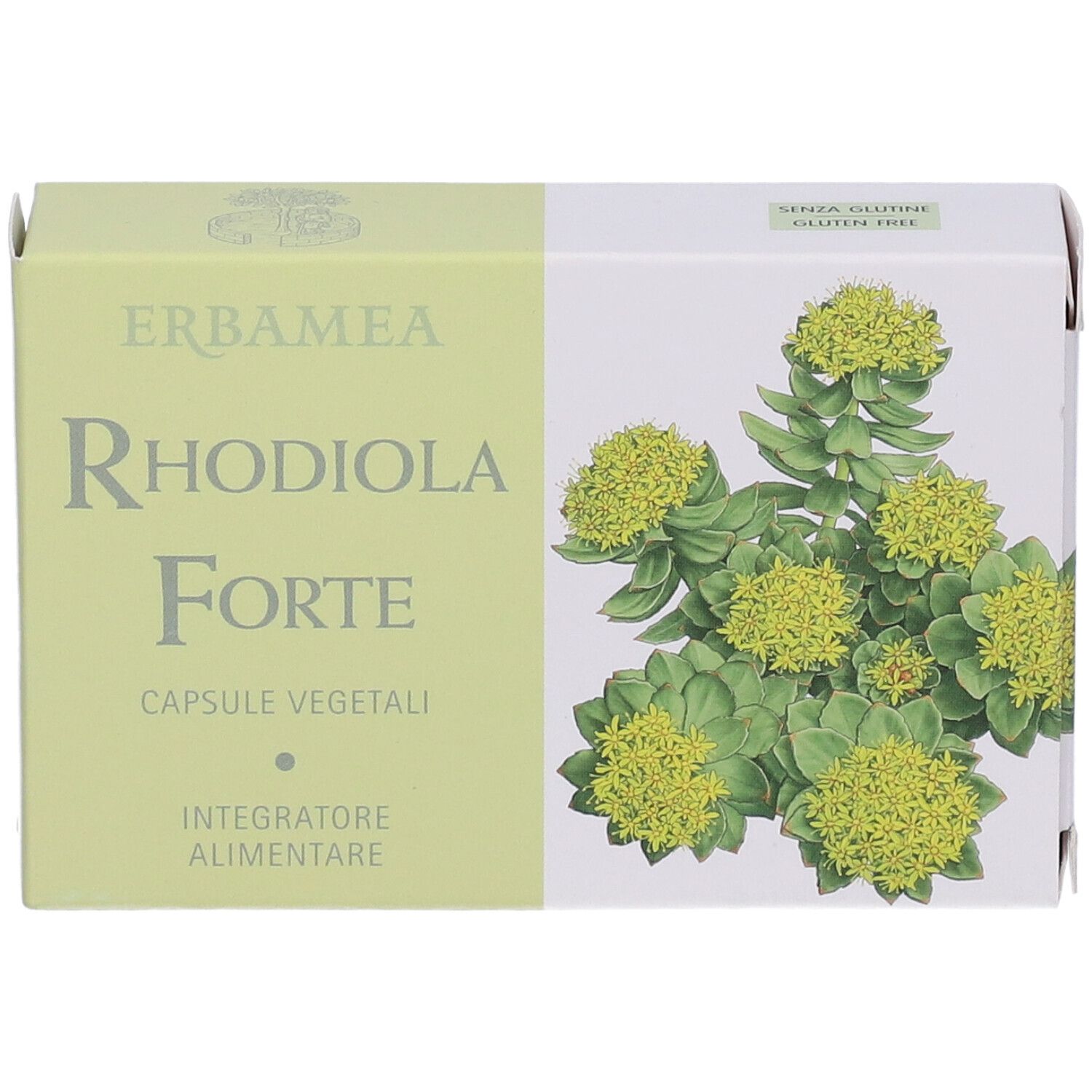 Rhodiola Forte Verpackung. Grün-weiße Schachtel mit Produktbezeichnung und Pflanzenabbildung.