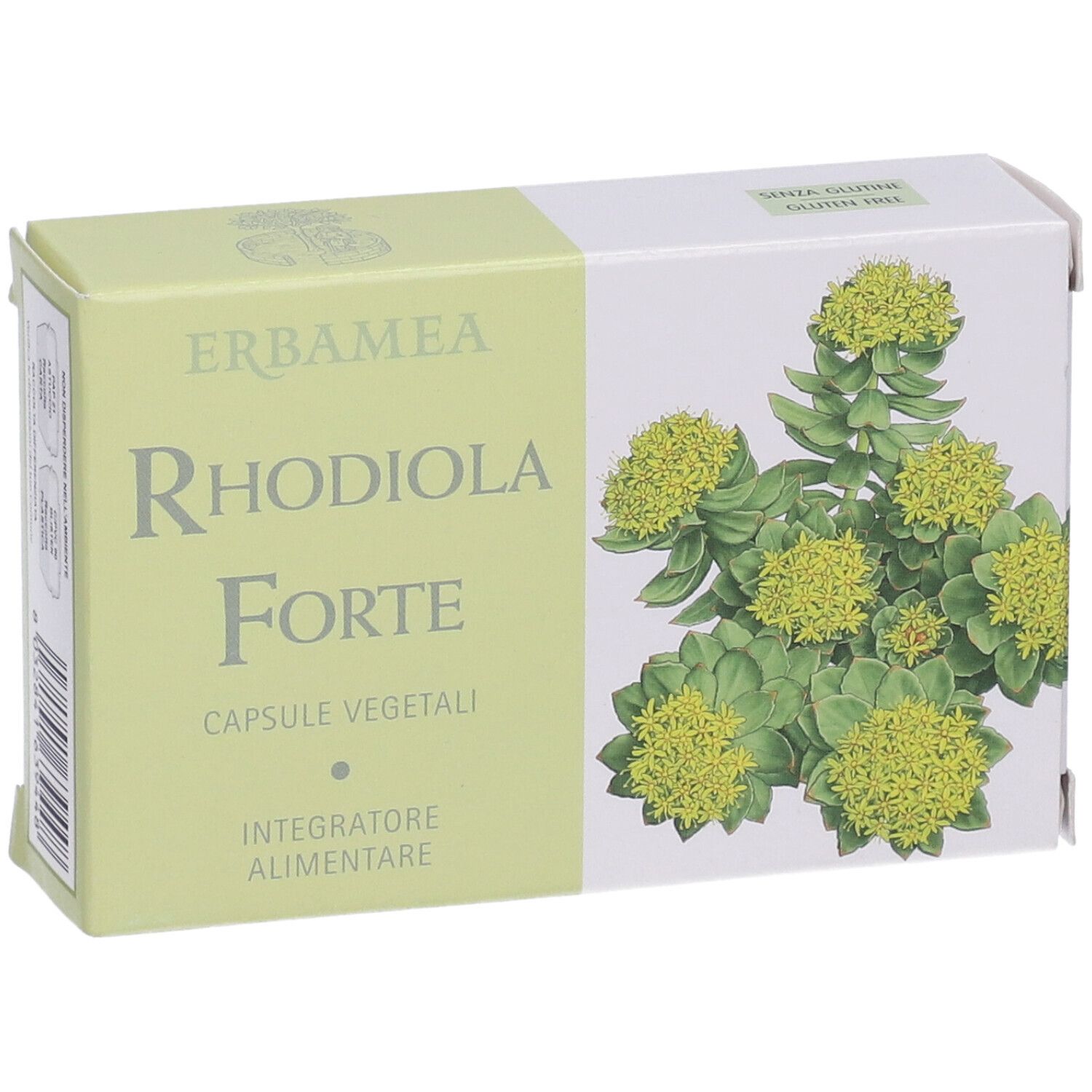 Rhodiola Forte Verpackung. Grün-weiße Schachtel mit Produktbezeichnung und Pflanzenabbildung.